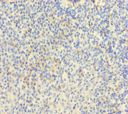 MPL Antibody