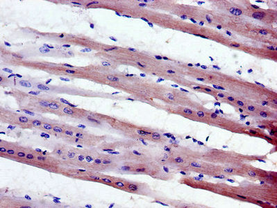 MPZL1 Antibody