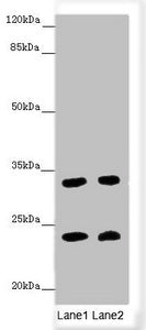MRAS Antibody