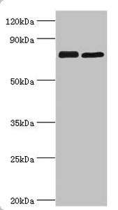 MRE11 Antibody