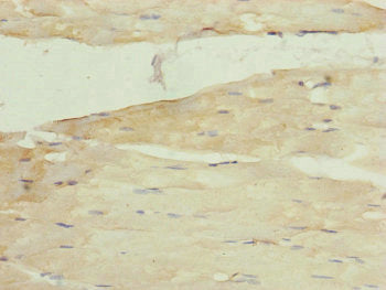 MRPS22 Antibody