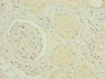 MRPS6 Antibody