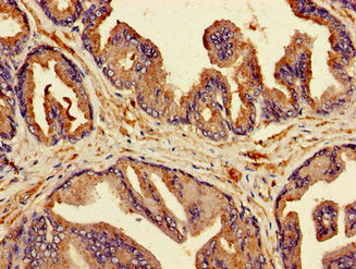 MSMB Antibody