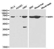 MSR1 Antibody