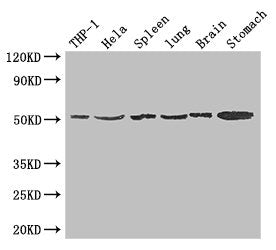 MSR1 Antibody