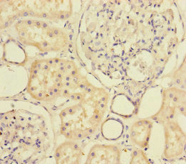 MTHFD2 Antibody