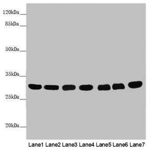 MTX2 Antibody