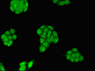 MXI1 Antibody