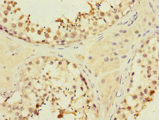 MYBL1 Antibody