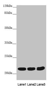 MYL3 Antibody