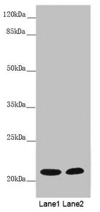 MYL3 Antibody
