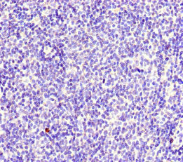 MYO1G Antibody