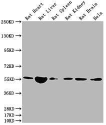 Nampt Antibody