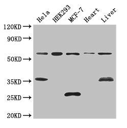 NCOA5 Antibody