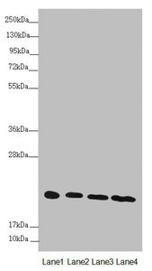 NDUFB10 Antibody