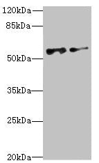 NEK3 Antibody