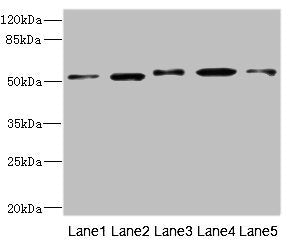 NFKBIE Antibody