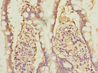 NFYB Antibody