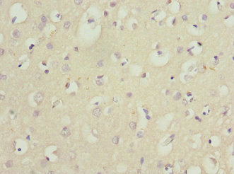 BEX3 Antibody