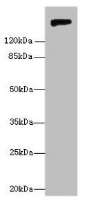 Nid1 Antibody