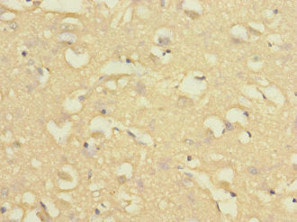 NISCH Antibody
