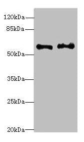 NMT2 Antibody