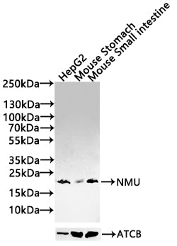 NMU Antibody