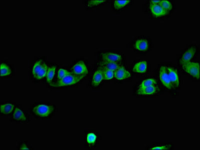 NNMT Antibody