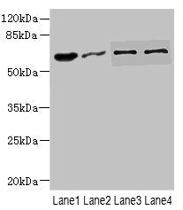 NOX3 Antibody
