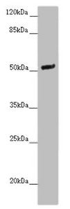 NOXA1 Antibody
