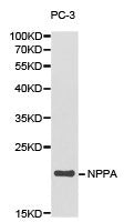 NPPA Antibody