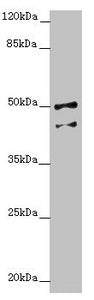 NPTN Antibody