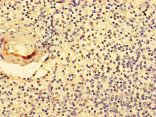 NR1D1 Antibody