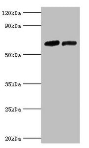 NR2C1 Antibody