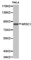 NR3C1 Antibody