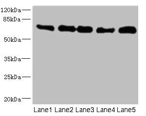 NUMB Antibody