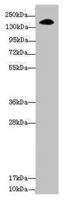 NUP155 Antibody