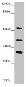 NYX Antibody