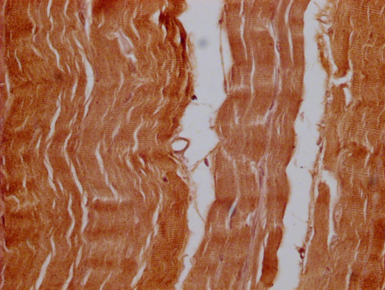 OFD1 Antibody