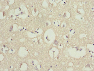 OMG Antibody