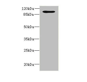 OPHN1 Antibody