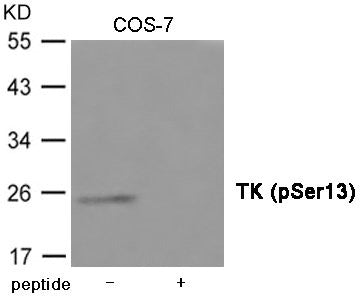 Phospho-TK1 (Ser13) Antibody