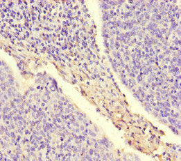 ARAF Antibody