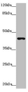 P2RX3 Antibody