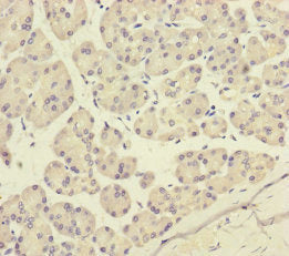 P2RX3 Antibody