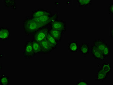PAFAH1B2 Antibody