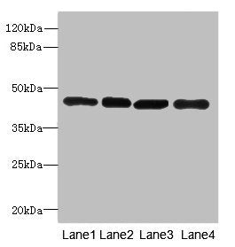 PAICS Antibody
