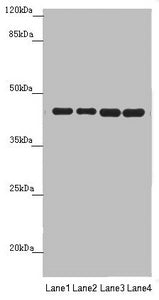 PDHA2 Antibody