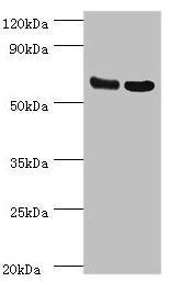 PDPK1 Antibody