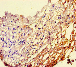 PEBP1 Antibody